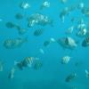 Fishies Grand Cayman
