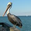 pelican at Hollywood pier