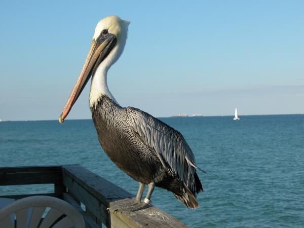 pelican at Hollywood pier