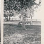 sheep 1951